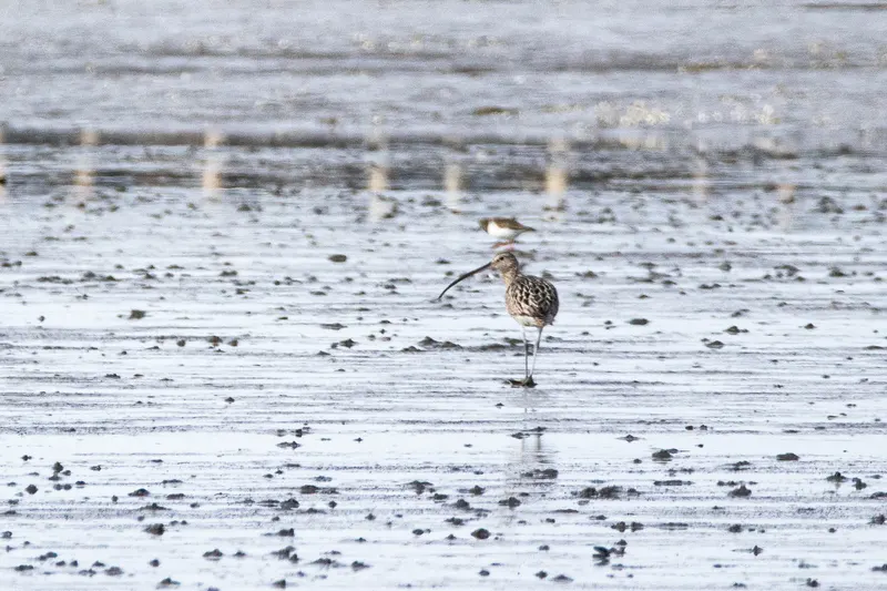 Foto: Großer Brachvogel