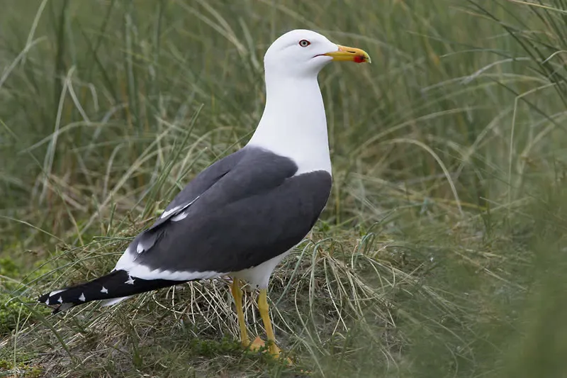 Foto: Heringsmöwe