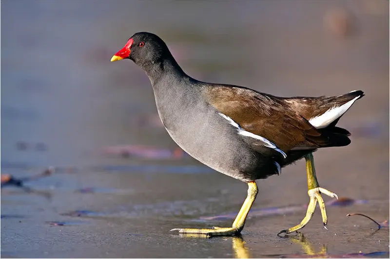 Foto: Teichhuhn